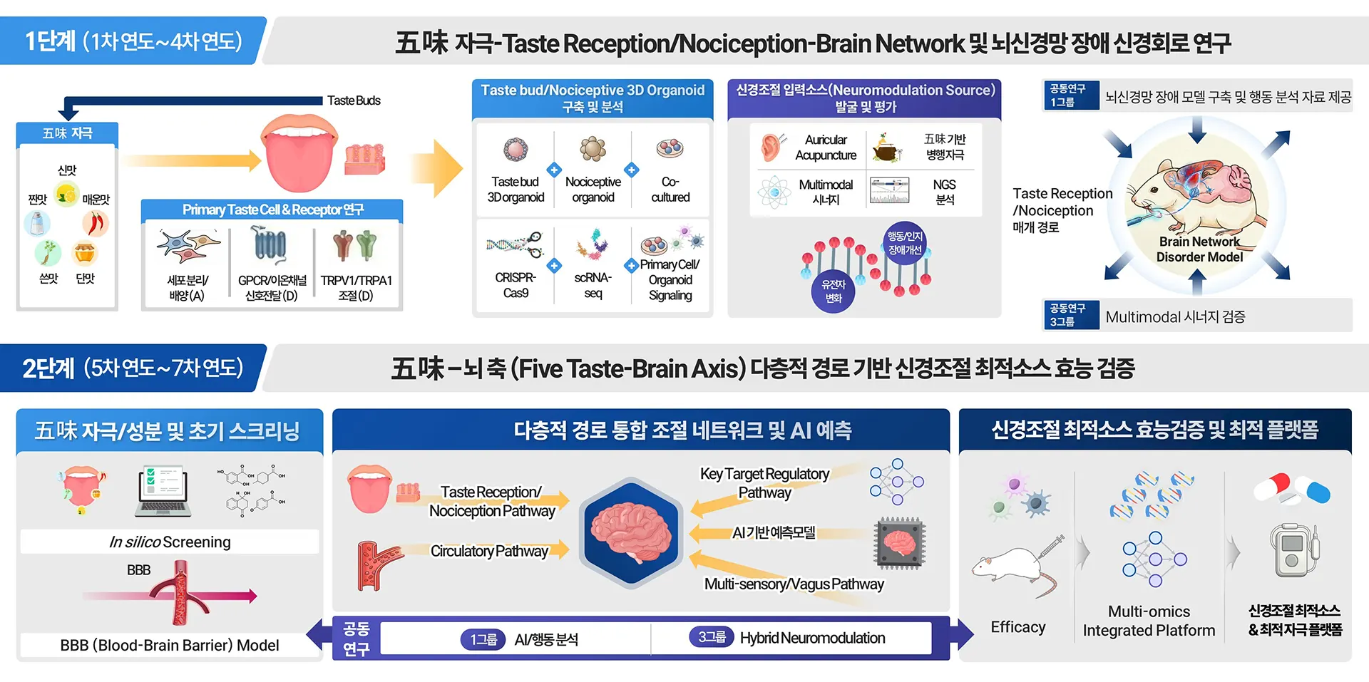 제2연구그룹 오미기반 신경조절 연구 인포그래픽 : 1단계(1차~4차 연도) 五味 자극-Taste Reception/Nociception-Brain Network 및 뇌신경망 장애 신경회로 연구, 2단계(5차~7차 연도) 五味-뇌 축 다층적 경로 기반 신경조절 최적소스 효능 검증
